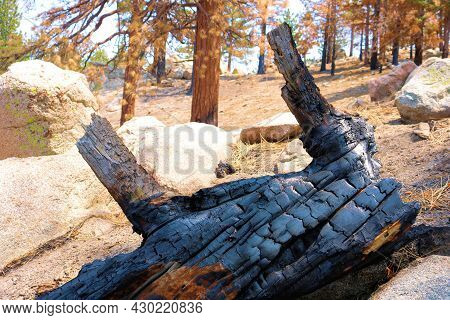 Burnt Log From A Pine Tree Caused From A Past Wildfire Taken On An Alpine Meadow At A Parched Forest
