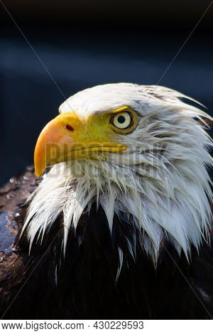 Bald Headed Eagle Portrait Picture At The Birds Of Prey Center In Coledale Alberta Canada.