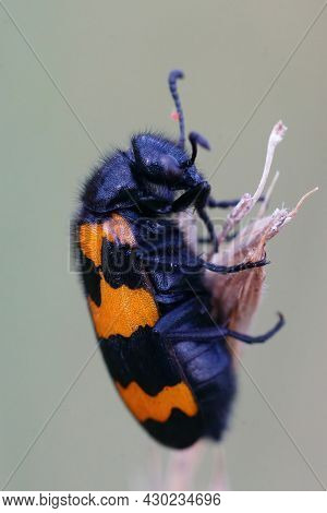 Closeup Of The Colorfull Blister Beetle , Mylabris Variabilis, Hanging On A Dried Twig In Gard, Fran