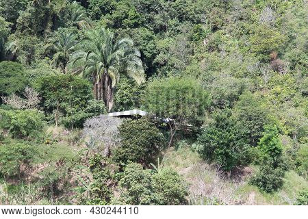 Palm Tree In The Middle Of The Tropical Dry Forest