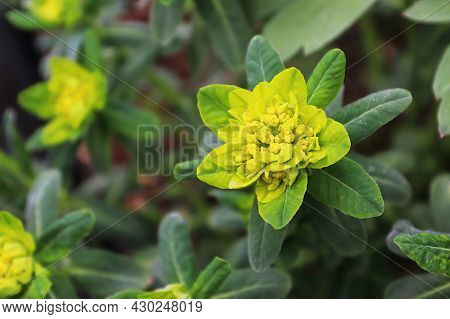 Yellow Cushion Spurge Growing In An Outside Garden