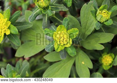 Yellow Cushion Spurge Growing In An Outside Garden