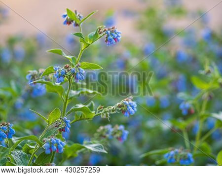 Beautiful Blue Flowers Of Symphytum Caucasicum, Also Known As Caucasian Comfrey, Blooming In Spring