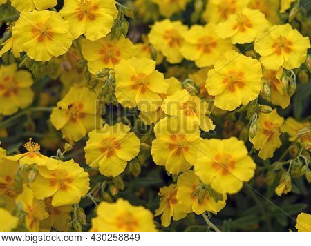 Yellow Flowers Of Helianthemum Rock Rose, Variety Ben Fhada