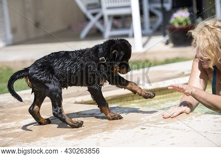 Puppy Rottweiler And Woman Near Swimming Pool In Summer