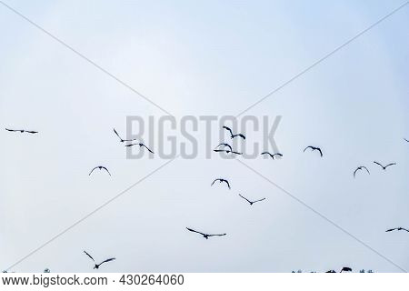 Close Up Shot Of Brids Flying In The Sky And Copy Space
