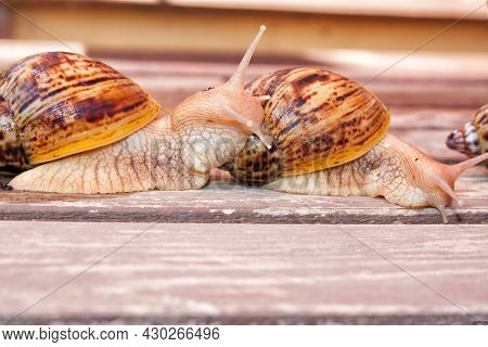 Two Giant Snails Of The African Race Ahatin On A Wooden Surface.