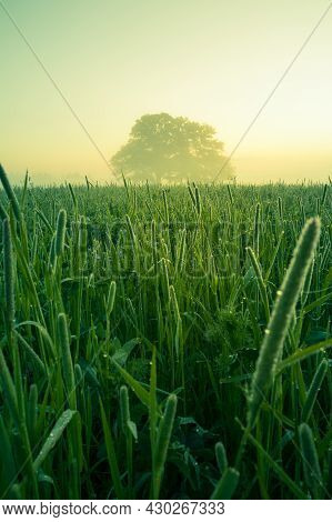 A Beautiful, Natural Grass Growing In The Meadow In Morning Hours. Grasland In Sunrise. Summertime S
