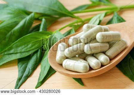 Andrographis Paniculata ( Burm.f.) Nees, A Capsule On A Wooden Spoon, Is A Bitter Thai Herbal Remedy