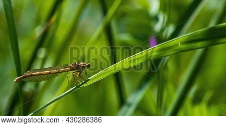 Dragonfly On A Green Background. Summer Sunny Day. Close Up