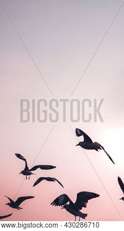 Flock of seagulls flying in the sky mobile wallpaper
