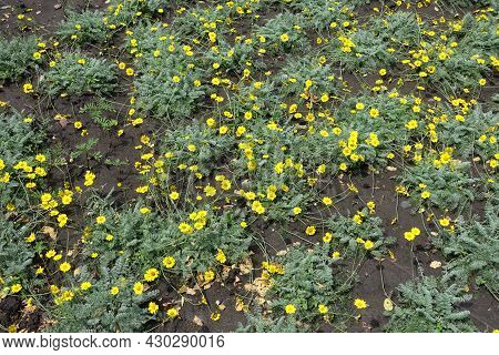 Abundance Of Yellow Flowers Of Cota Tinctoria Kelwayi In Mid June