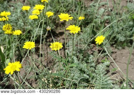 Close View Of Yellow Flowers Of Cota Tinctoria Kelwayi In June