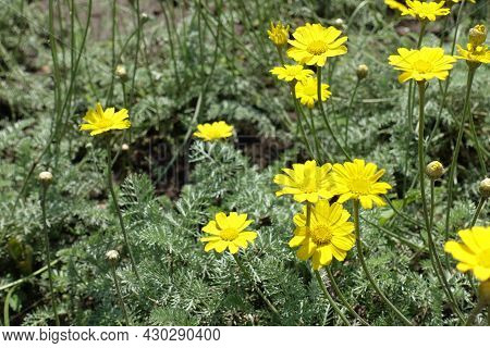 Closeup Of Yellow Flowers Of Cota Tinctoria Kelwayi In June