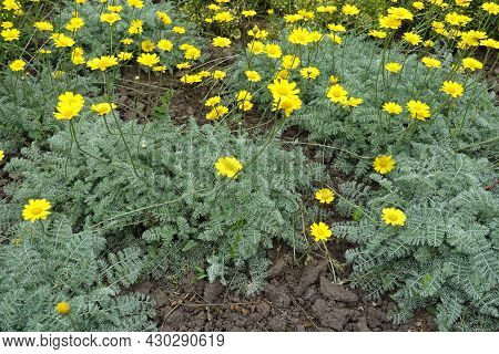 Feathery Foliage And Yellow Flowers Of Cota Tinctoria Kelwayi In June