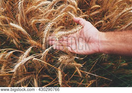 Corn Agriculture Fields For Sustainable Future