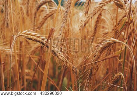 Corn Agriculture Fields For Sustainable Future