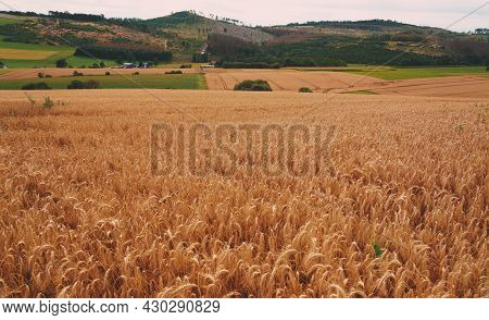 Corn Agriculture Fields For Sustainable Future