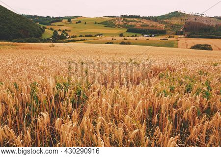 Corn Agriculture Fields For Sustainable Future