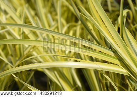 Slender Sweet Flag Ogon Leaves - Latin Name - Acorus Gramineus