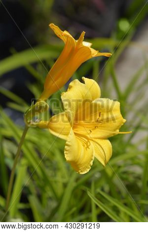 Daylily Stella De Oro Flowers - Latin Name - Hemerocallis Stella De Oro