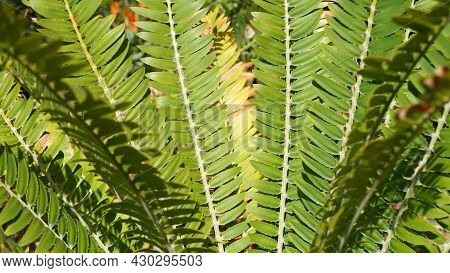 Cycad Fern Leaves In Forest, California Usa. Green Fresh Juicy Natural Botanical Leafage. Encephalar