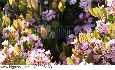 Indian Hawthorn Pink Flower, California Usa. Rhaphiolepis Springtime Fresh Bloom, Romantic Botanical