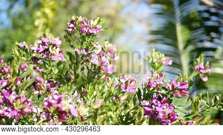 Myrtle Leaf Milkwort Purple Flower, California Usa. Polygala Myrtifolia Springtime Bloom. Home Garde