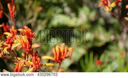Red Cats Or Kangaroo Paw Flower, California, Usa. Anigozanthos Bicolor Floral Blossom. Exotic Tropic
