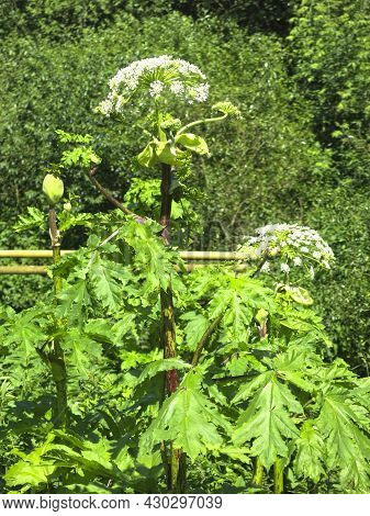 Poisonous Weed Borschevik Sosnovsky (heracleum Sosnowskyi) Grew Up In The Moscow Region