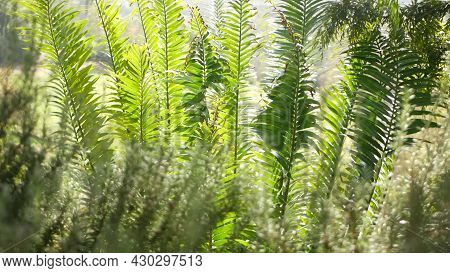 Cycad Fern Leaves In Forest, California Usa. Green Fresh Juicy Natural Botanical Leafage. Encephalar