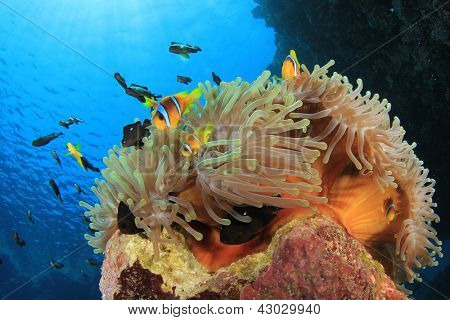 Anemonefish na rafy koralowej z Clownfish i morskich ryb