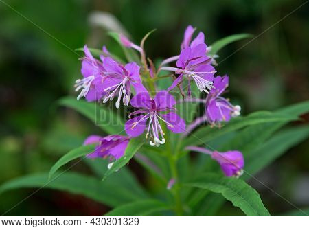 Epilobium Or Fireweed, Willow Herb Flower.  Blooming Sally, Epilobium Angustifolium. Fireweed (roseb
