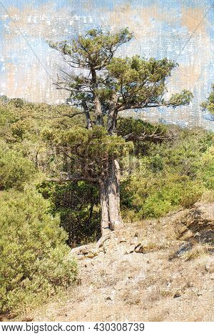 Tall Pine Tree Against The Sky And Mountains. Pinus Brutia. Summer Landscape.  Digital Watercolor Pa