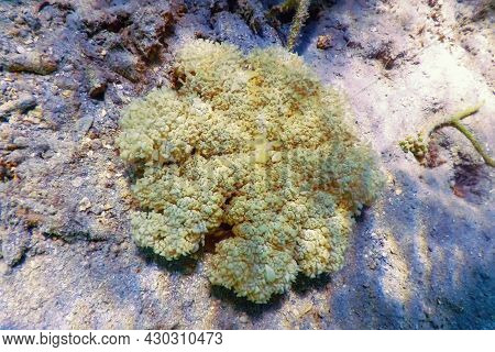 Upside Down Jellyfish (cassiopea Andromeda)