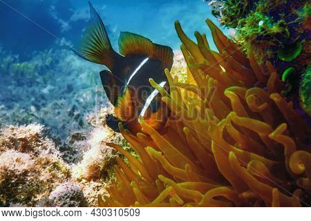 Red Sea Clownfish (amphiprion Bicinctus) Red Sea