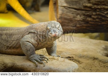 Monitor Lizard On Backyard Of Rustic Village. South Asia Fauna Near Human Settlement. Dangerous Wild