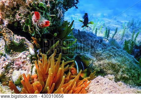 Red Sea Clownfish (amphiprion Bicinctus) Red Sea