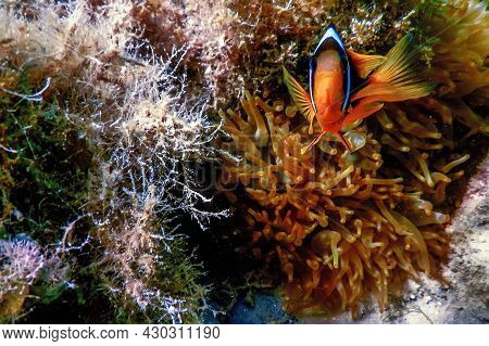 Red Sea Clownfish (amphiprion Bicinctus) Red Sea