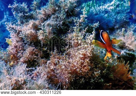 Red Sea Clownfish (amphiprion Bicinctus) Red Sea
