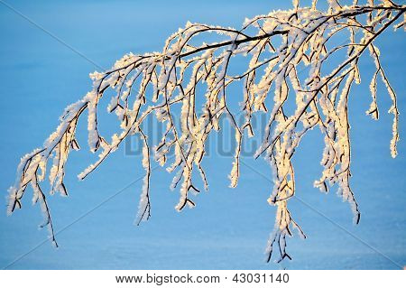 หนาวสาขา