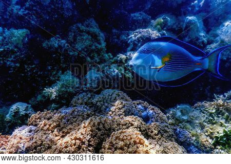 The Sohal Surgeonfish, Sohal Tang (acanthurus Sohal)