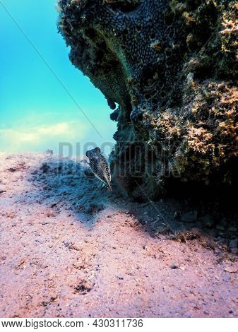 Red Sea Spotted Sharpnose (canthigaster Margaritata) Underwater, Marine Life