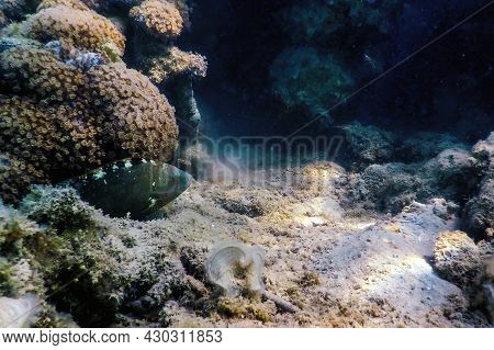 Abudjubbe Wrasse (cheilinus Abudjubbe) Underwater