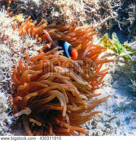Red Sea Clownfish (amphiprion Bicinctus) Red Sea