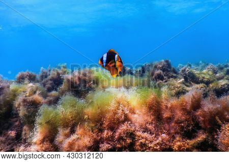 Red Sea Clownfish (amphiprion Bicinctus) Red Sea