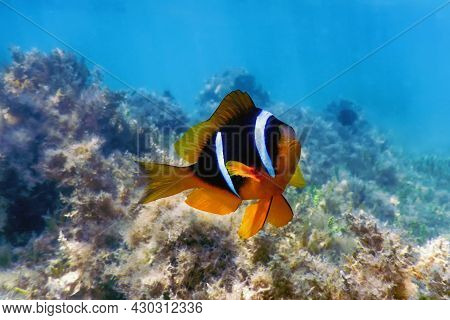 Red Sea Clownfish (amphiprion Bicinctus) Red Sea, Marine Life