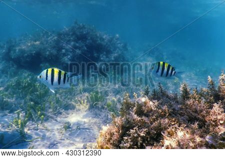 Sergeant Major Fish (abudefduf Saxatilis) Underwater Background