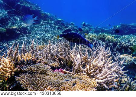 Blue Bird Wrasse (gomphosus Caeruleus) Coral Fish, Tropical Waters
