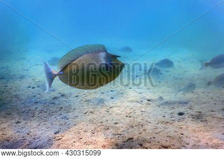 Whitemargin Unicornfish (naso Annulatus) Tropical Waters, Marine Life